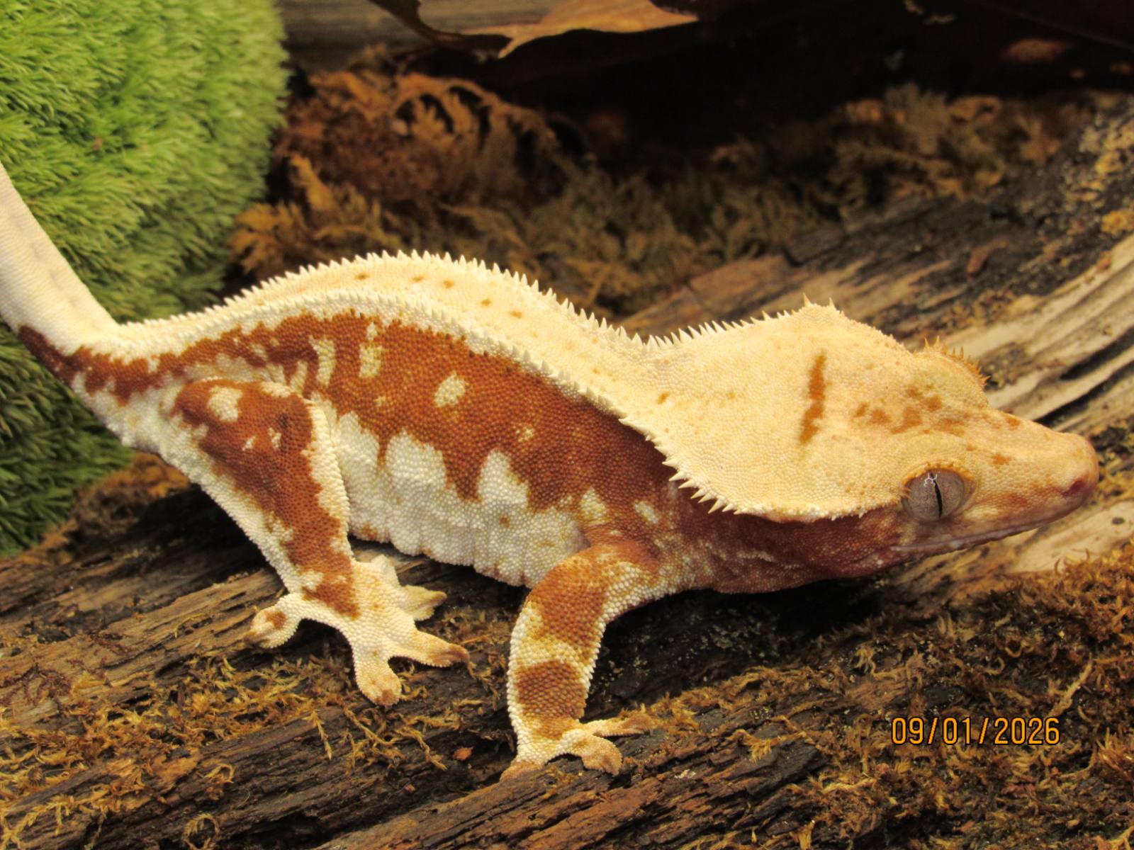 animal image