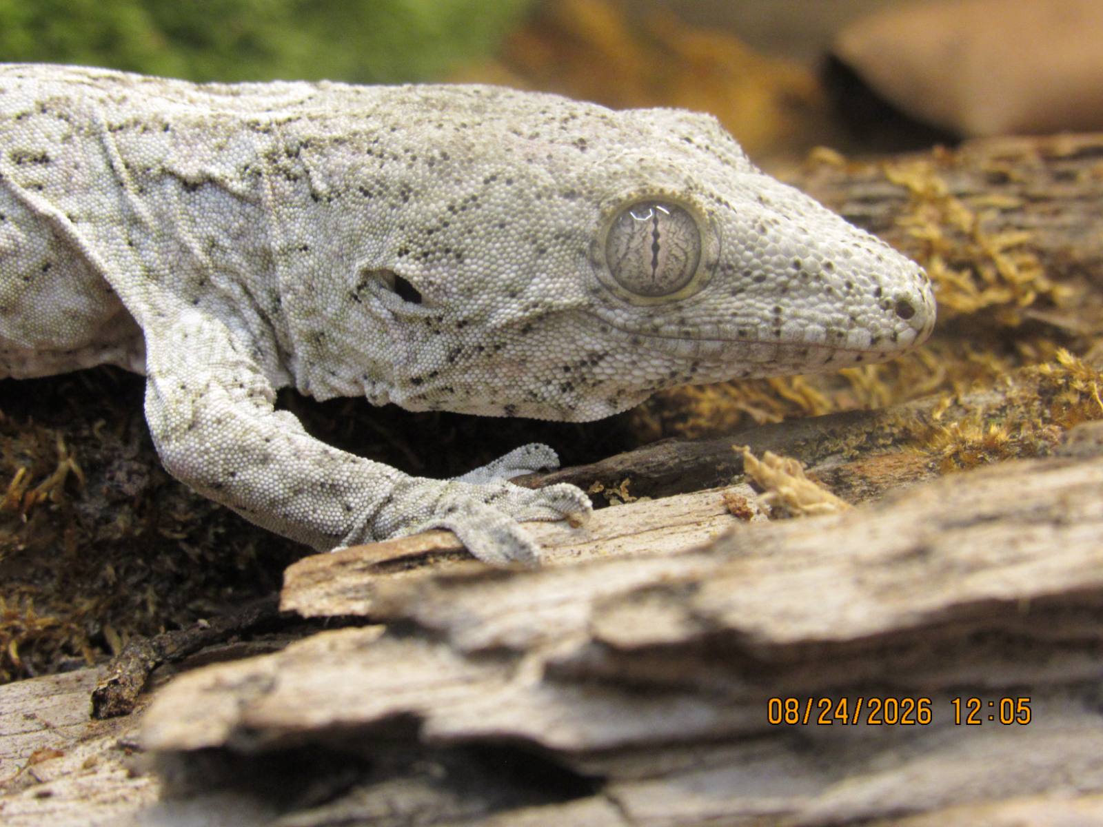 animal image