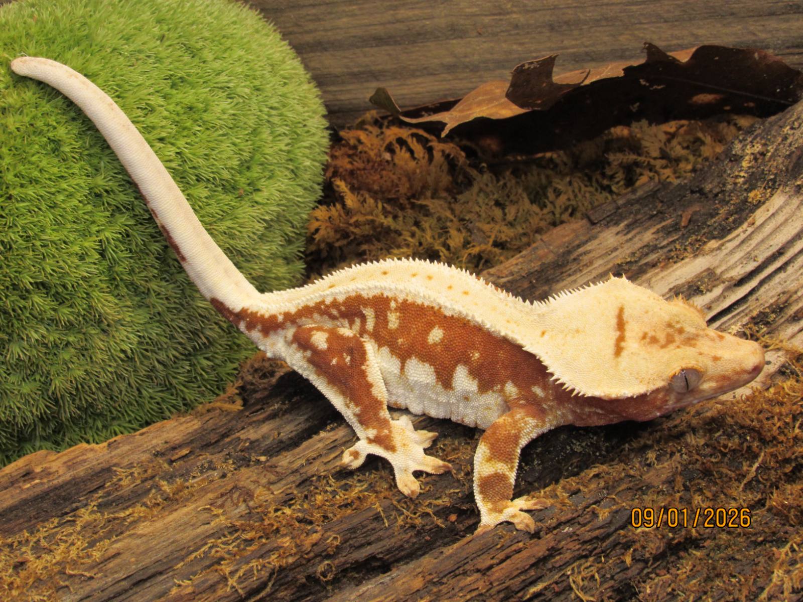 animal image