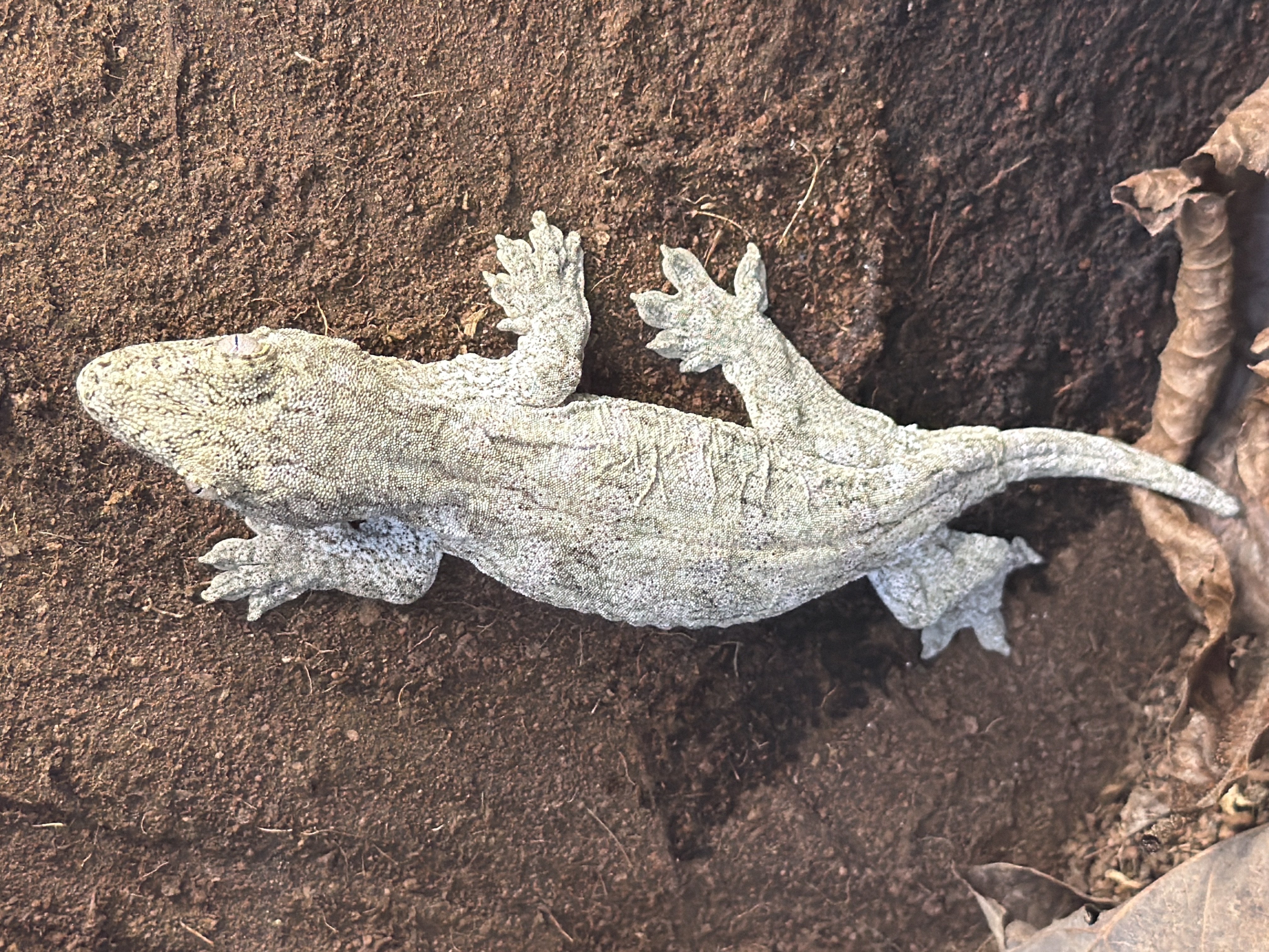 animal image