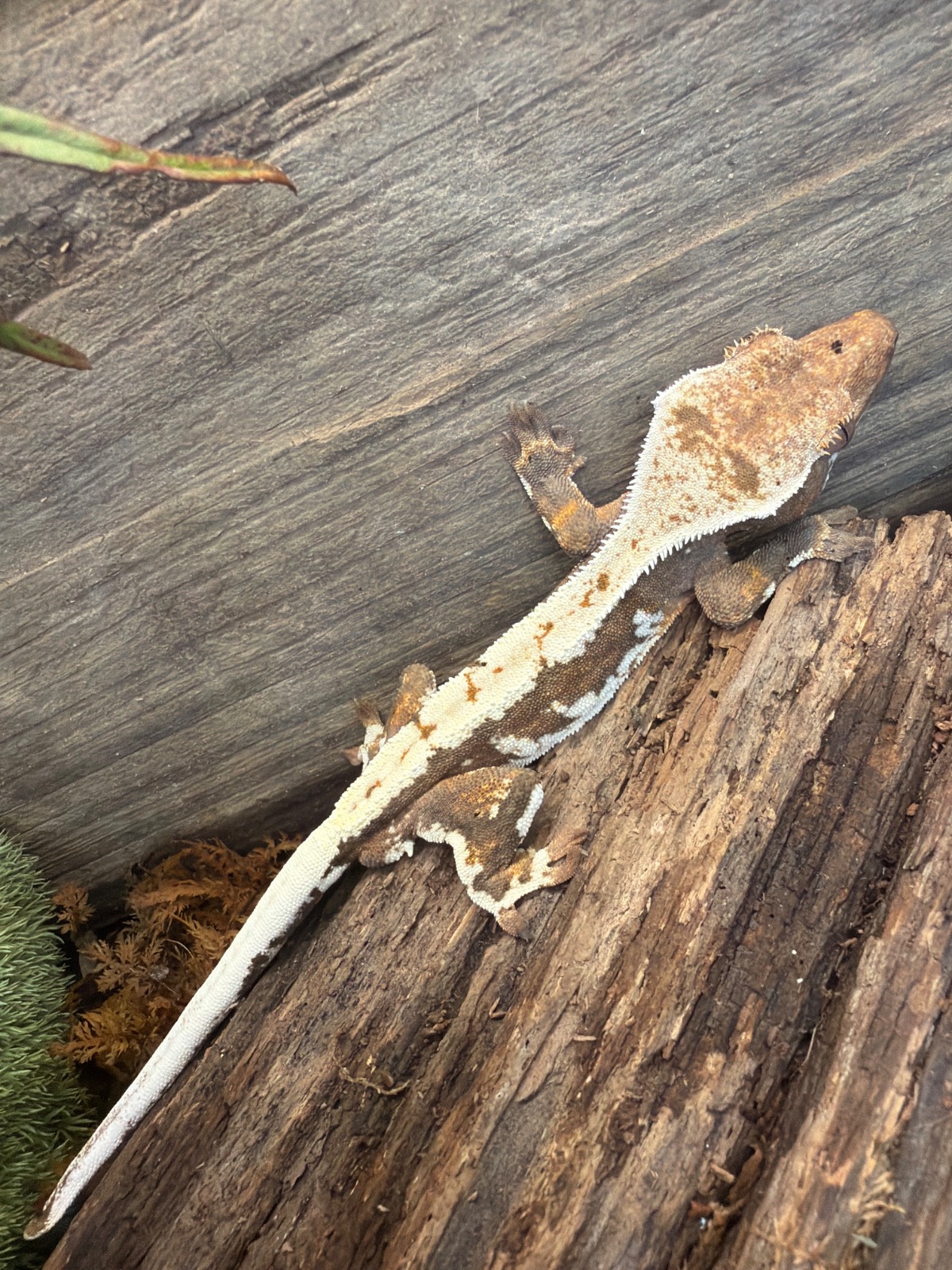 animal image
