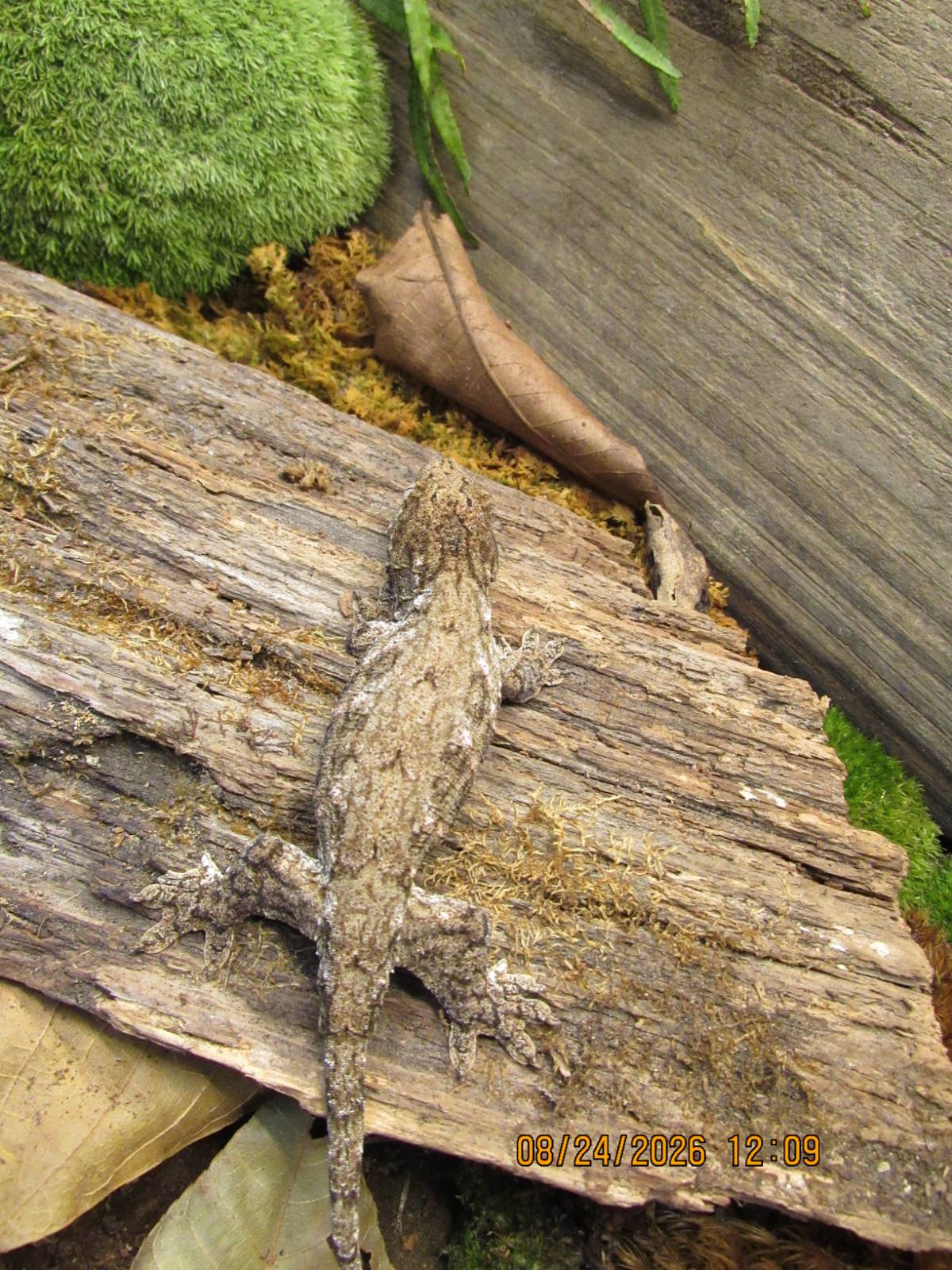 animal image