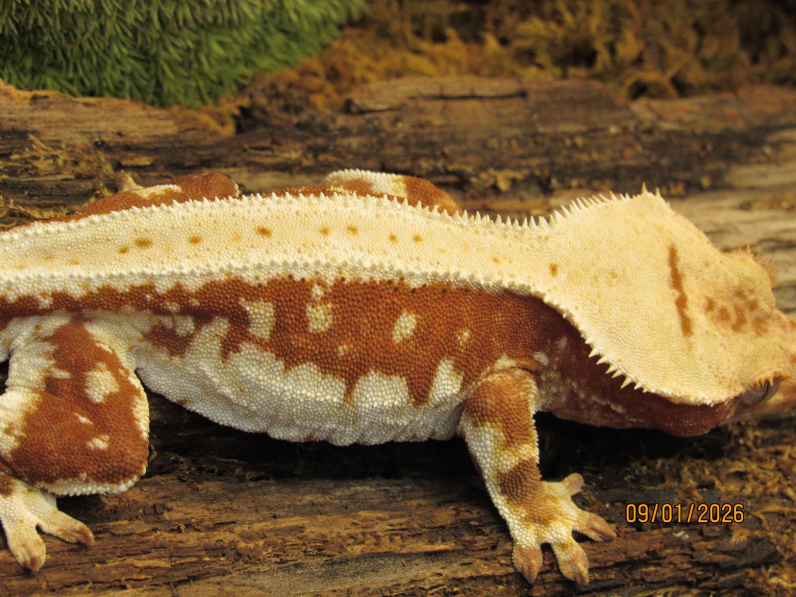animal image