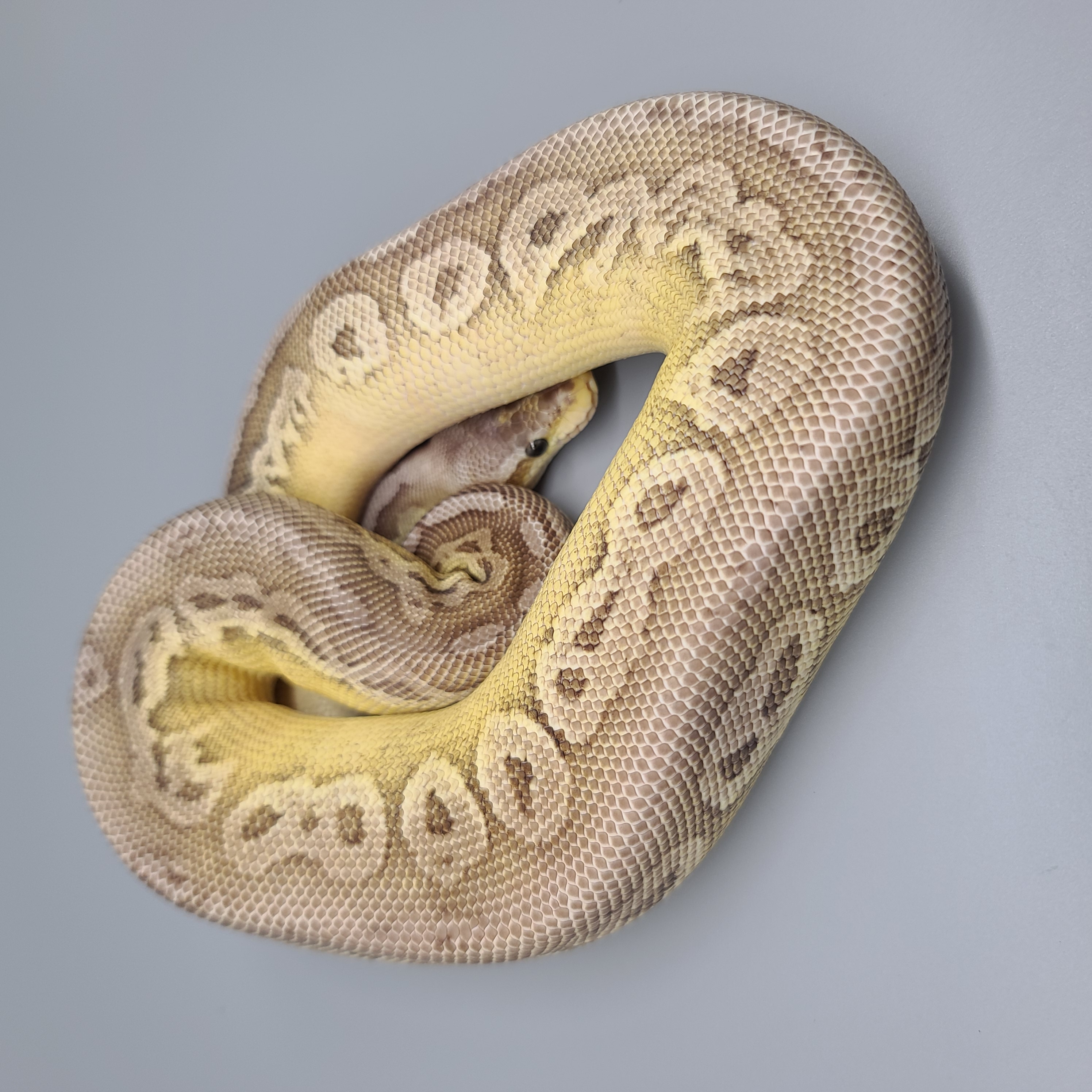Pastel Lesser Mahogany het Sentinel