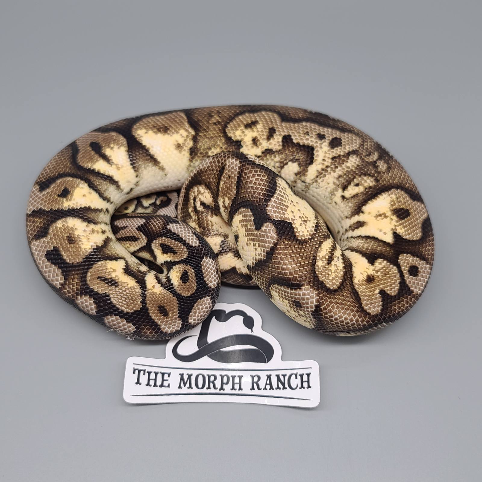 animal image