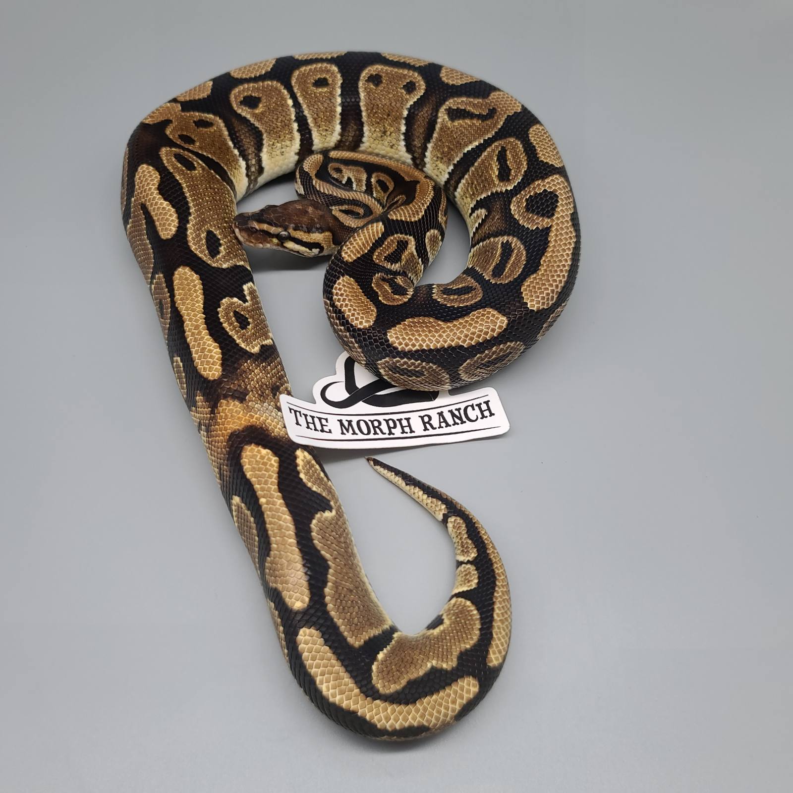 animal image