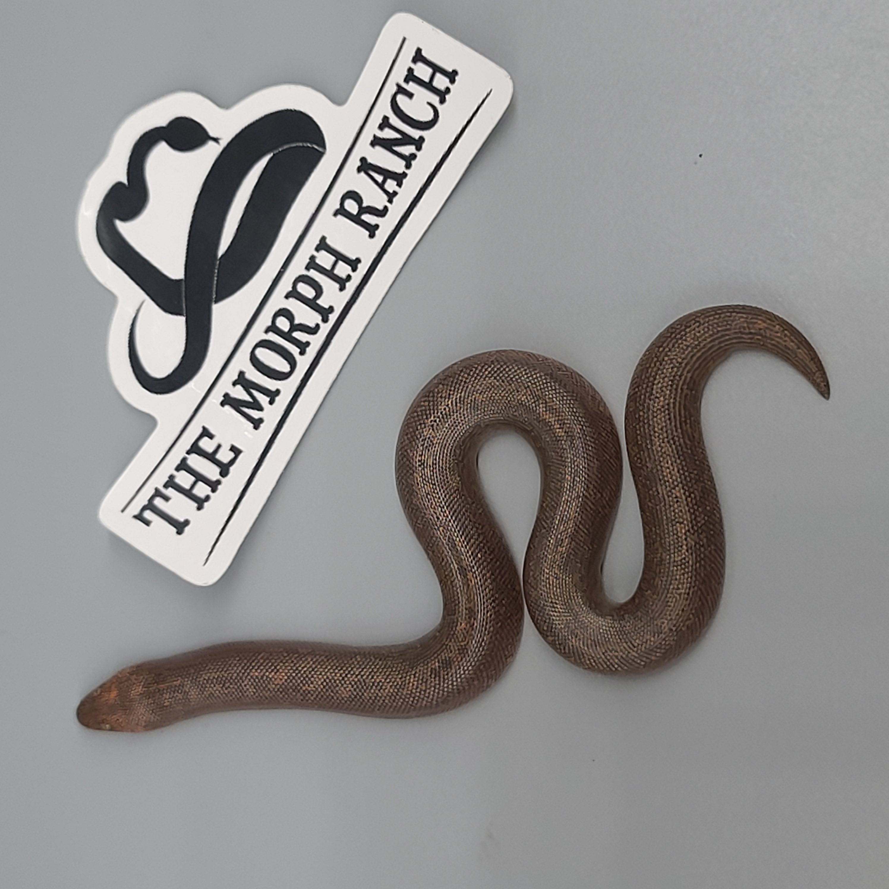 animal image
