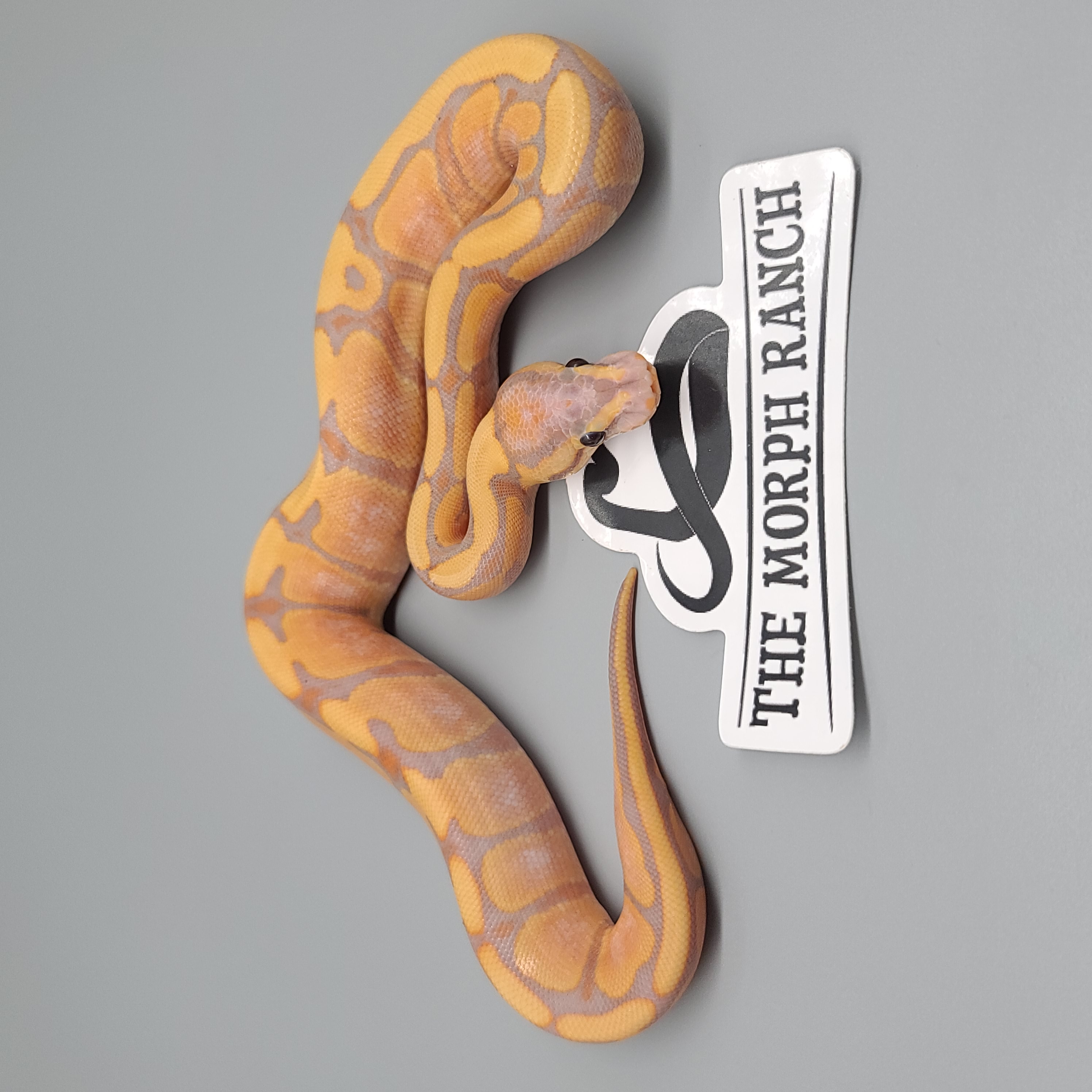 animal image