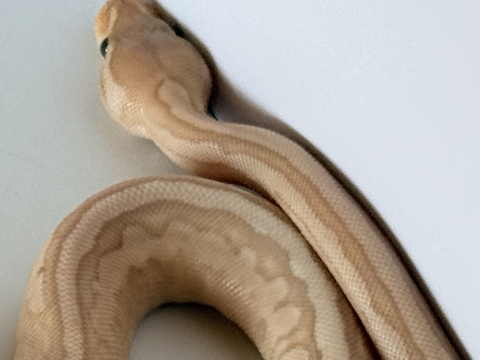 animal image