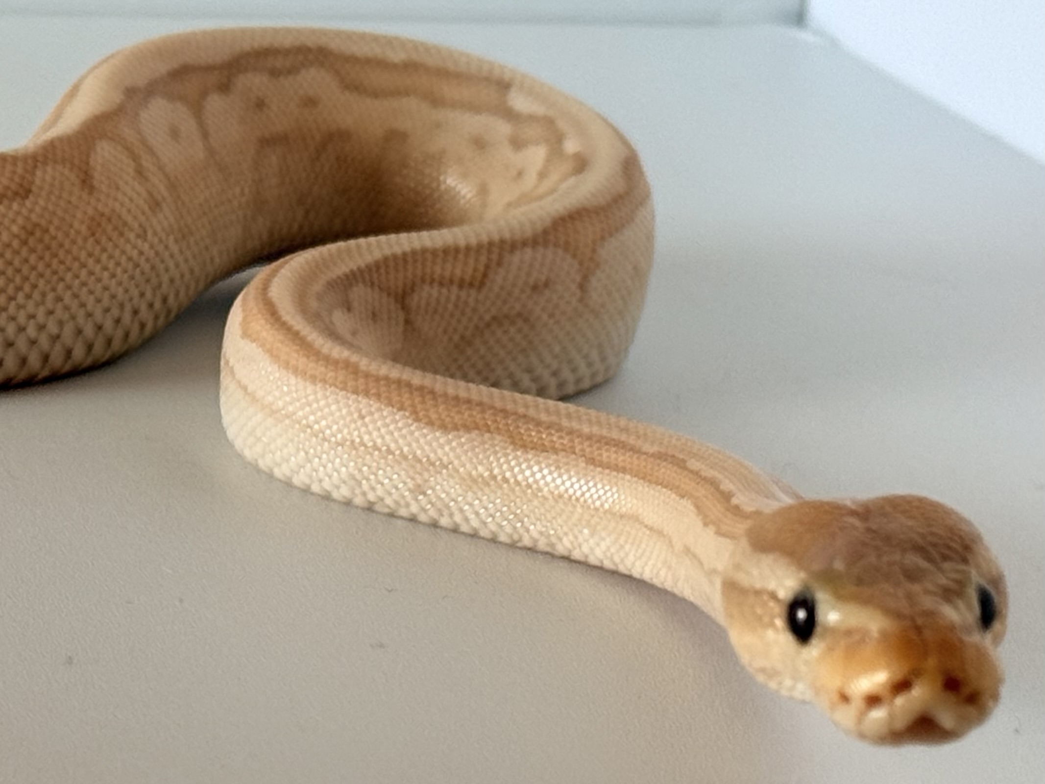 animal image