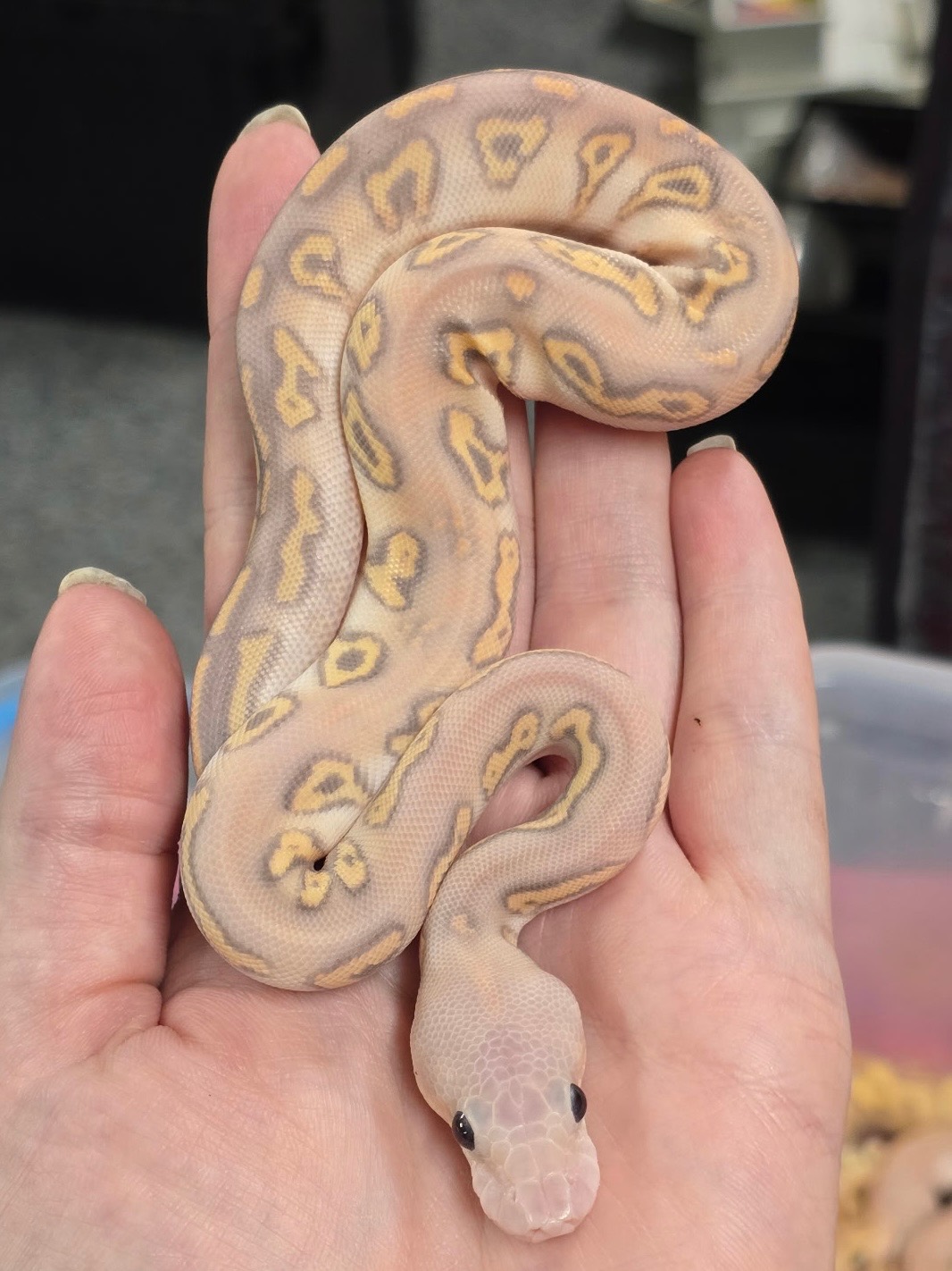 animal image