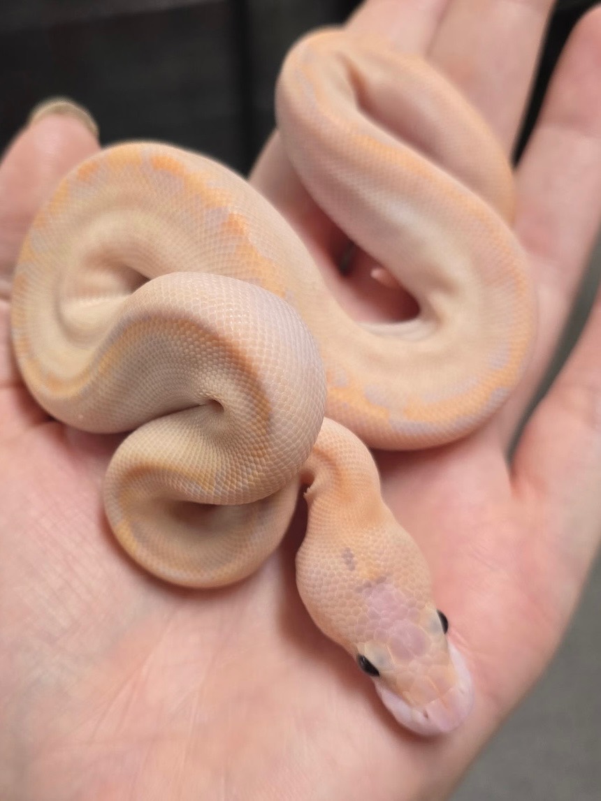 Banana Mojave FW+? Clown male