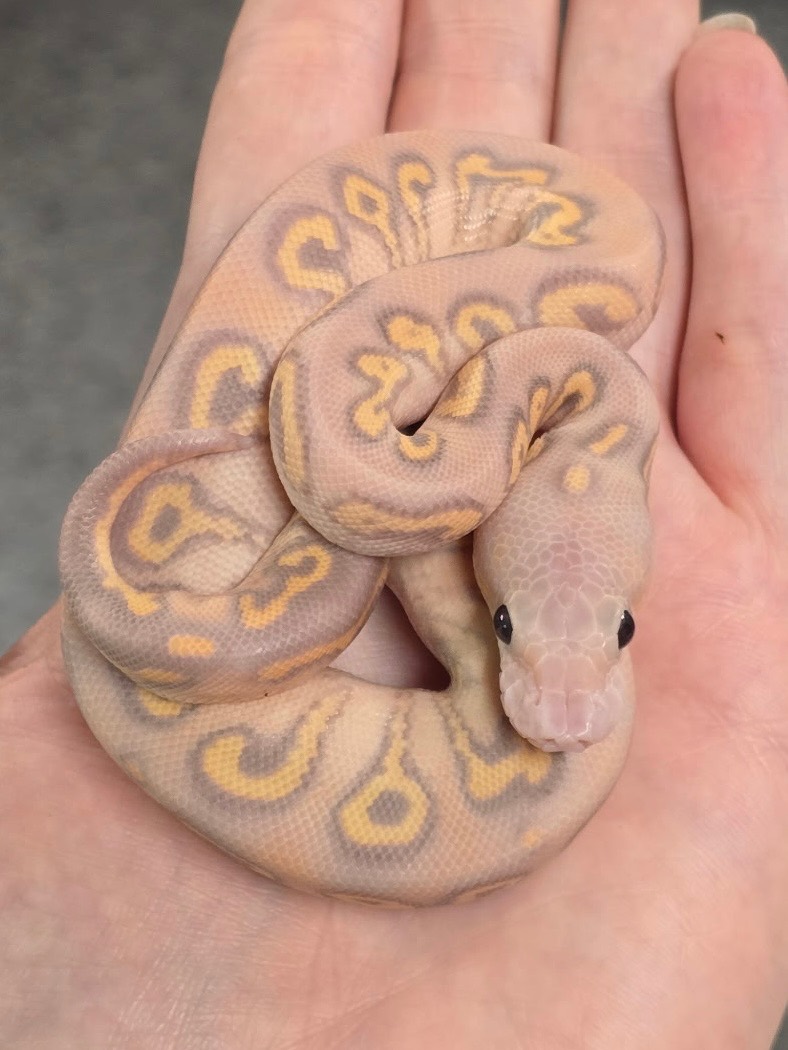 animal image
