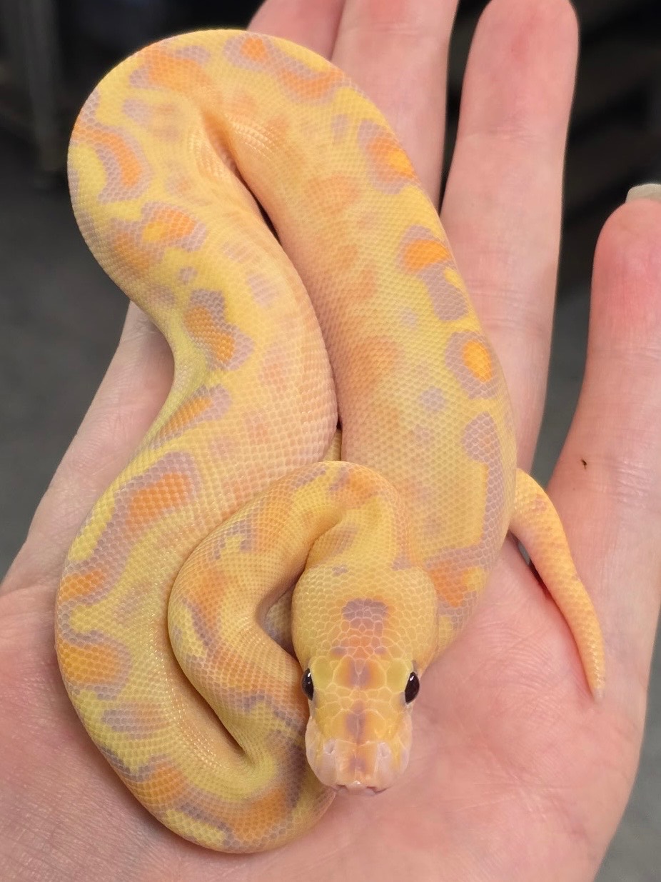 Banana FW+ Clown male