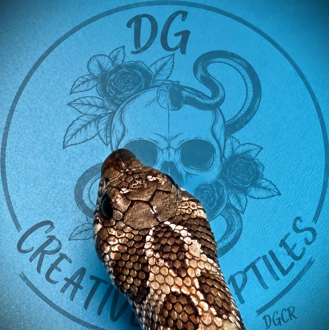 animal image