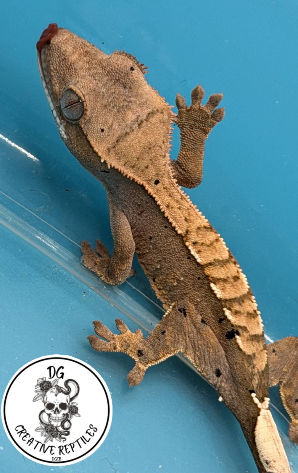 animal image