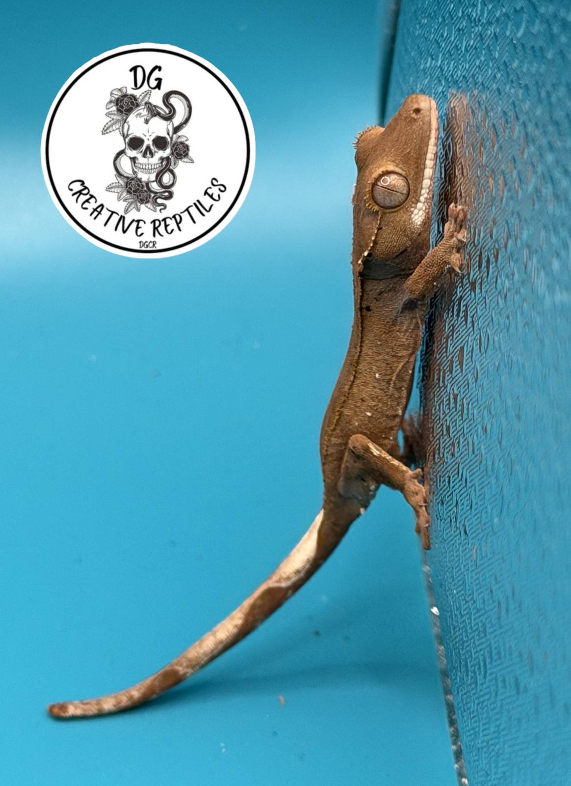 animal image