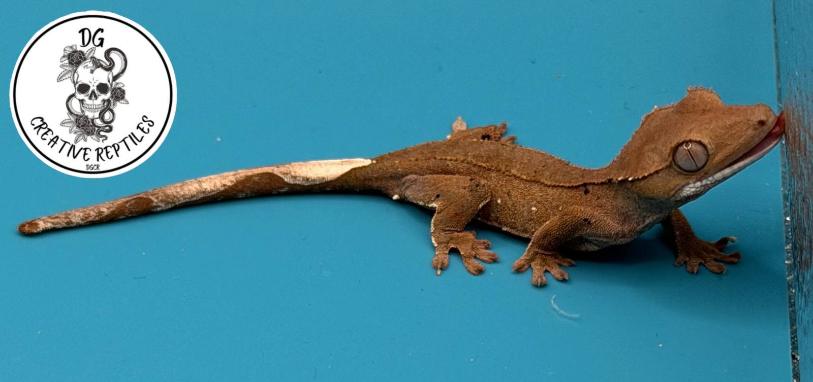 animal image