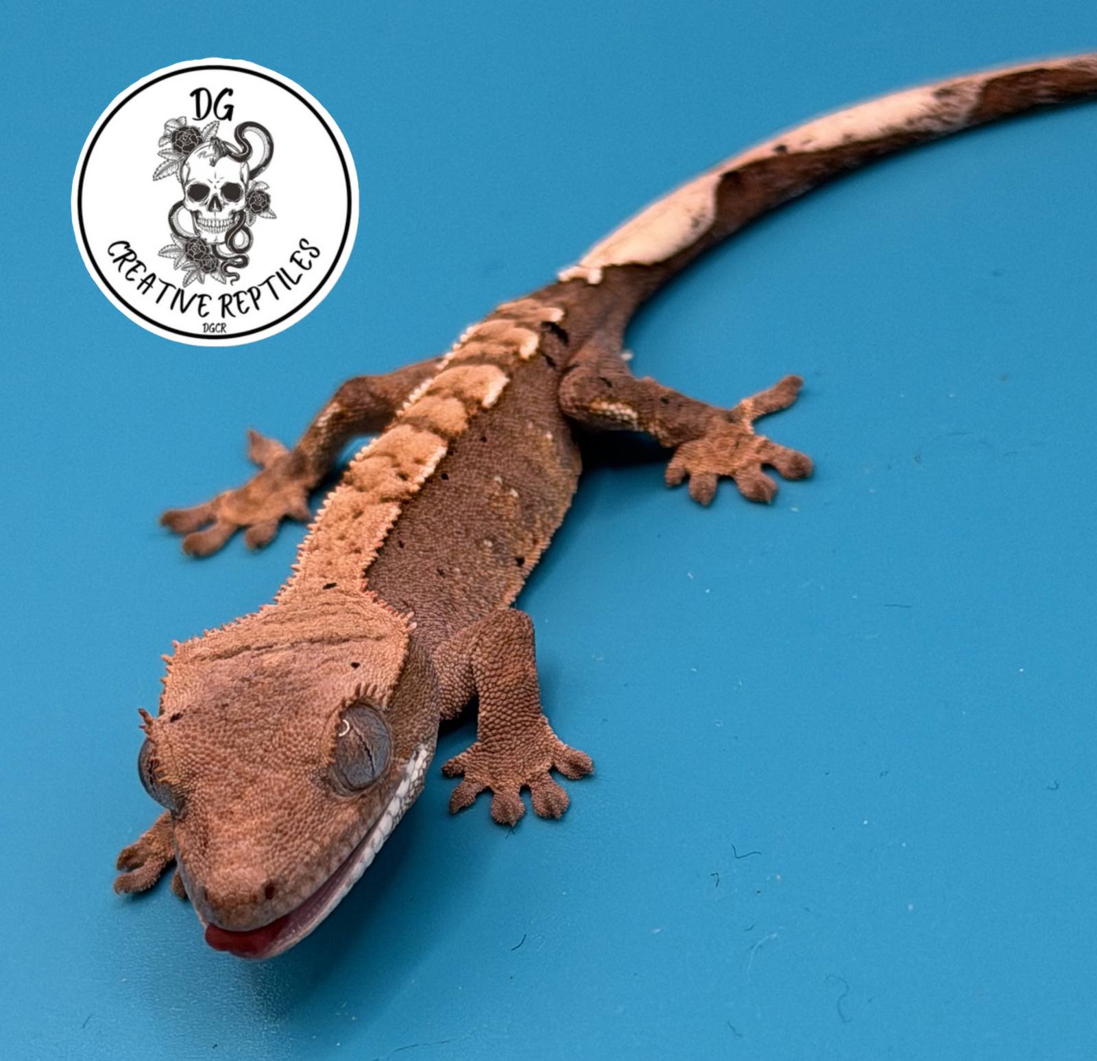 animal image