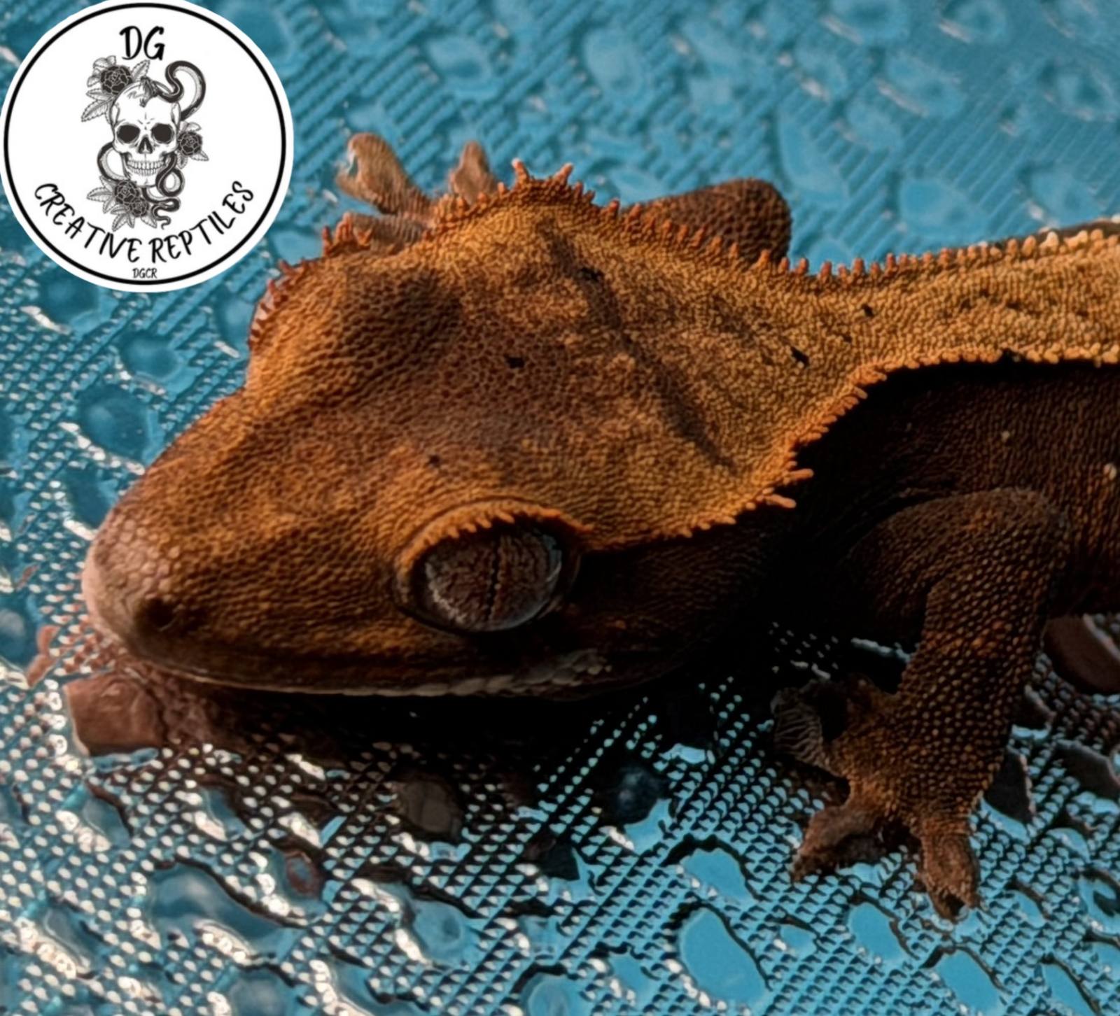 animal image