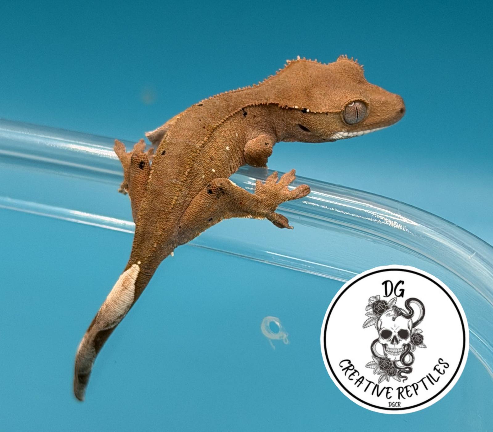 animal image