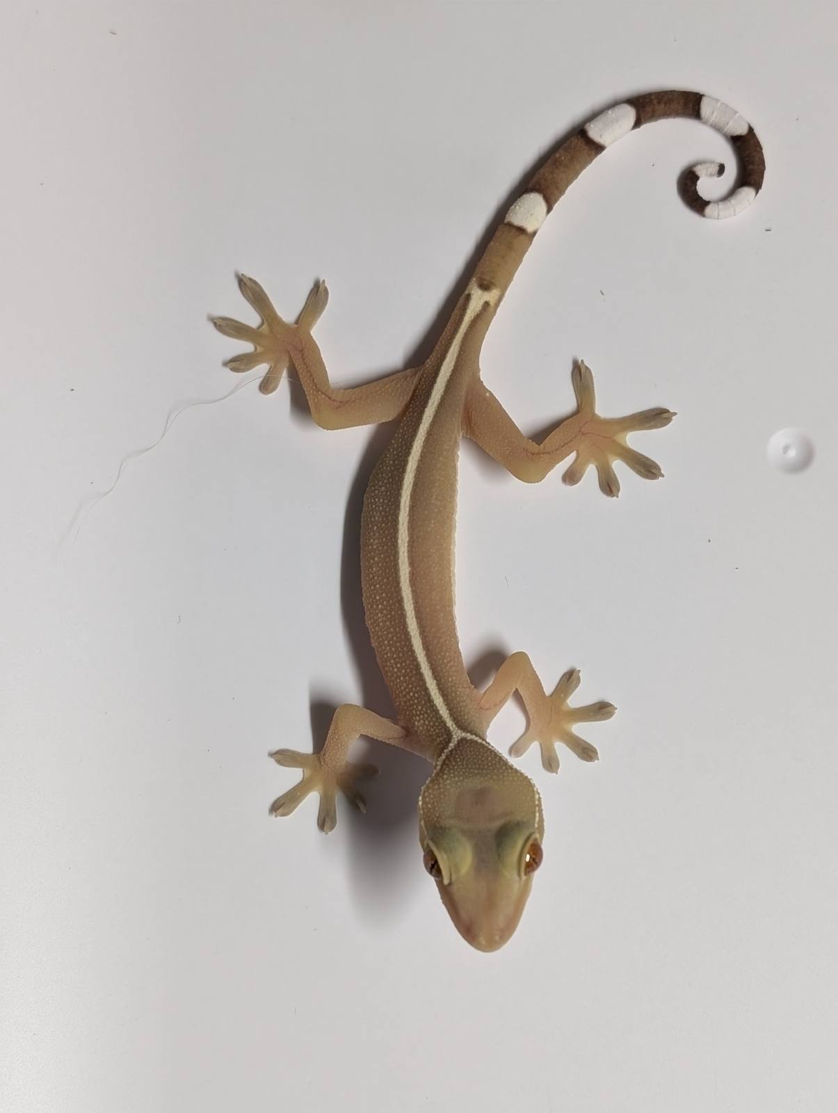 animal image