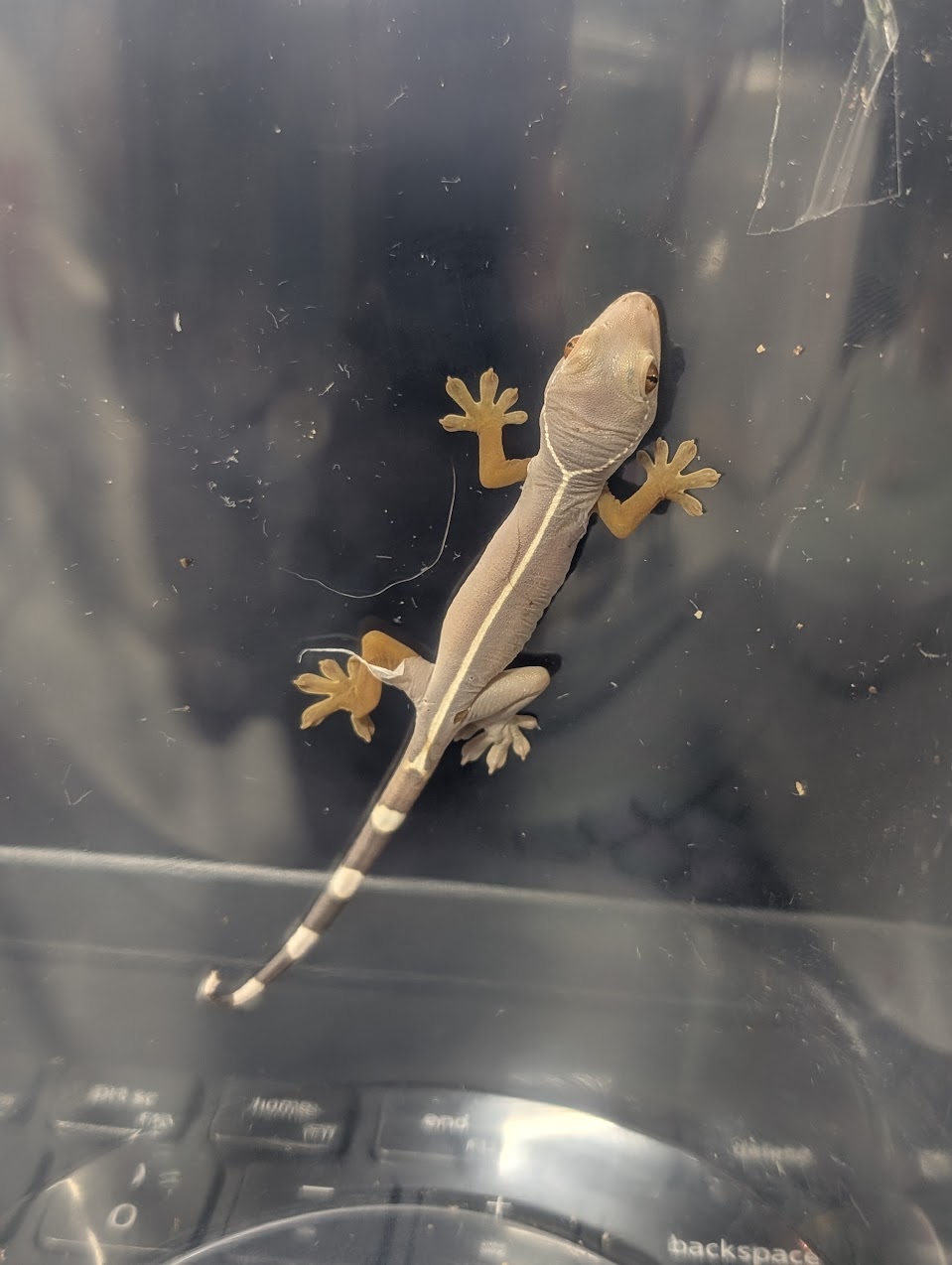 animal image
