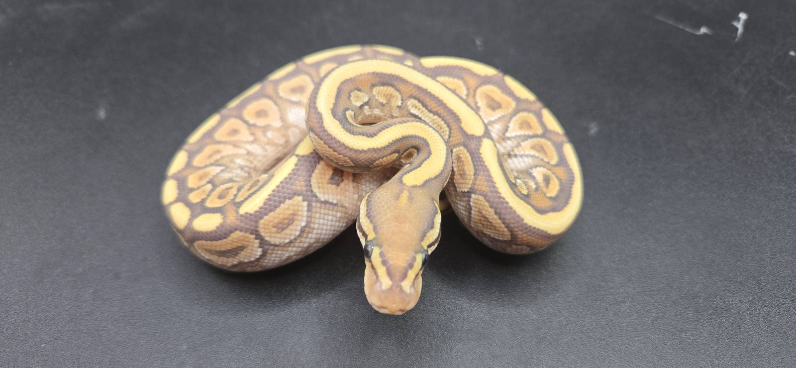 animal image
