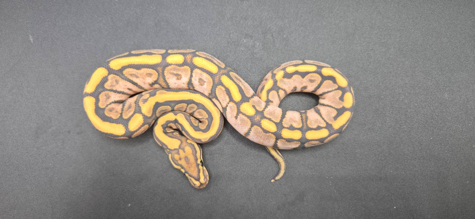 animal image