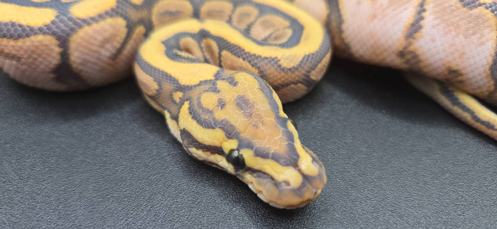 animal image
