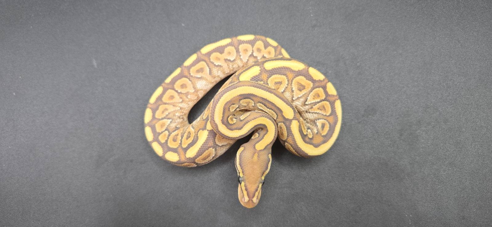 animal image