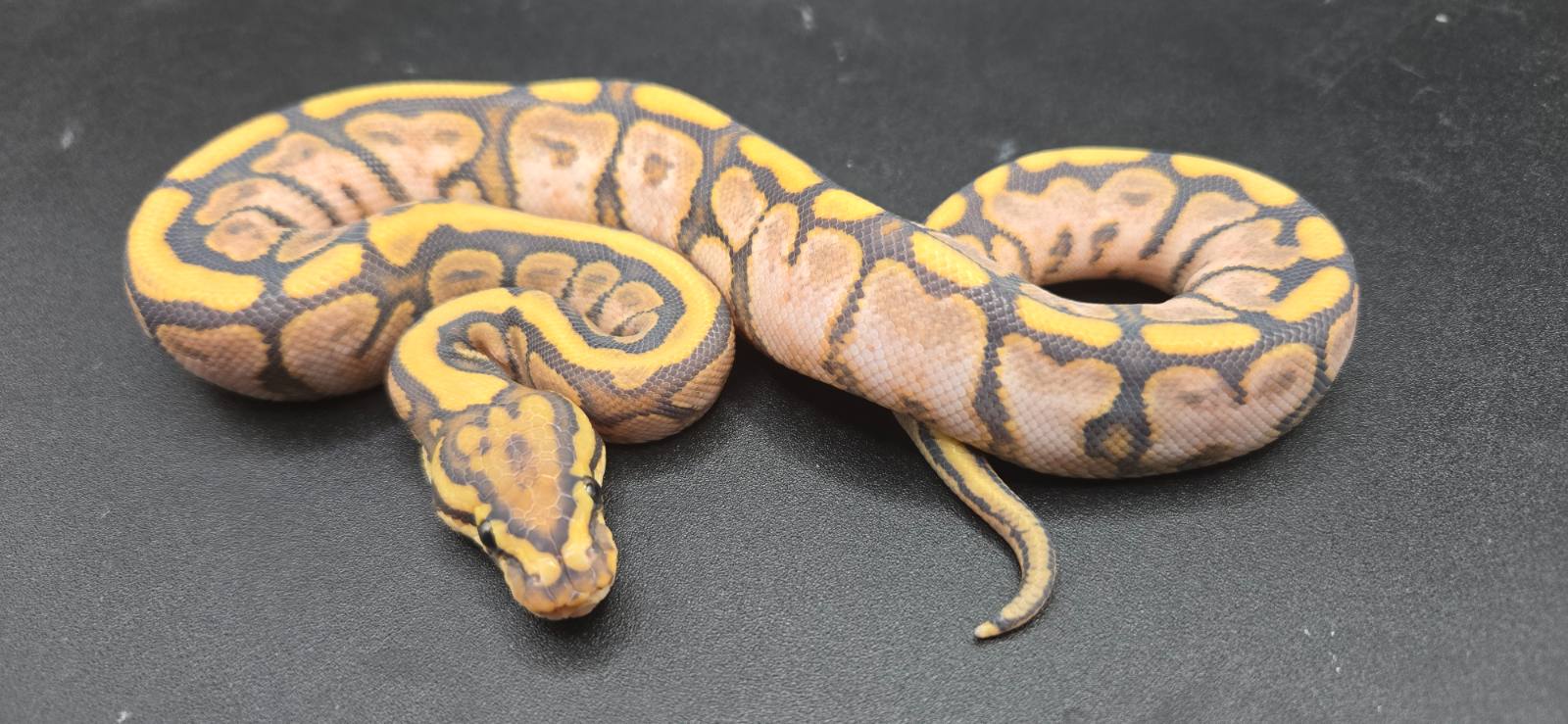animal image