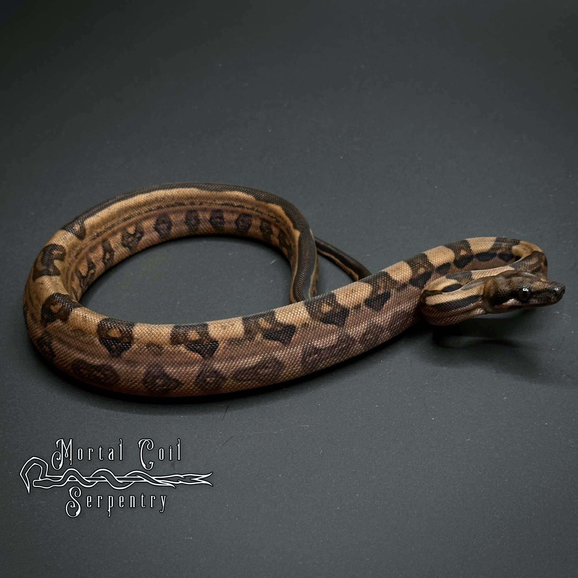 animal image