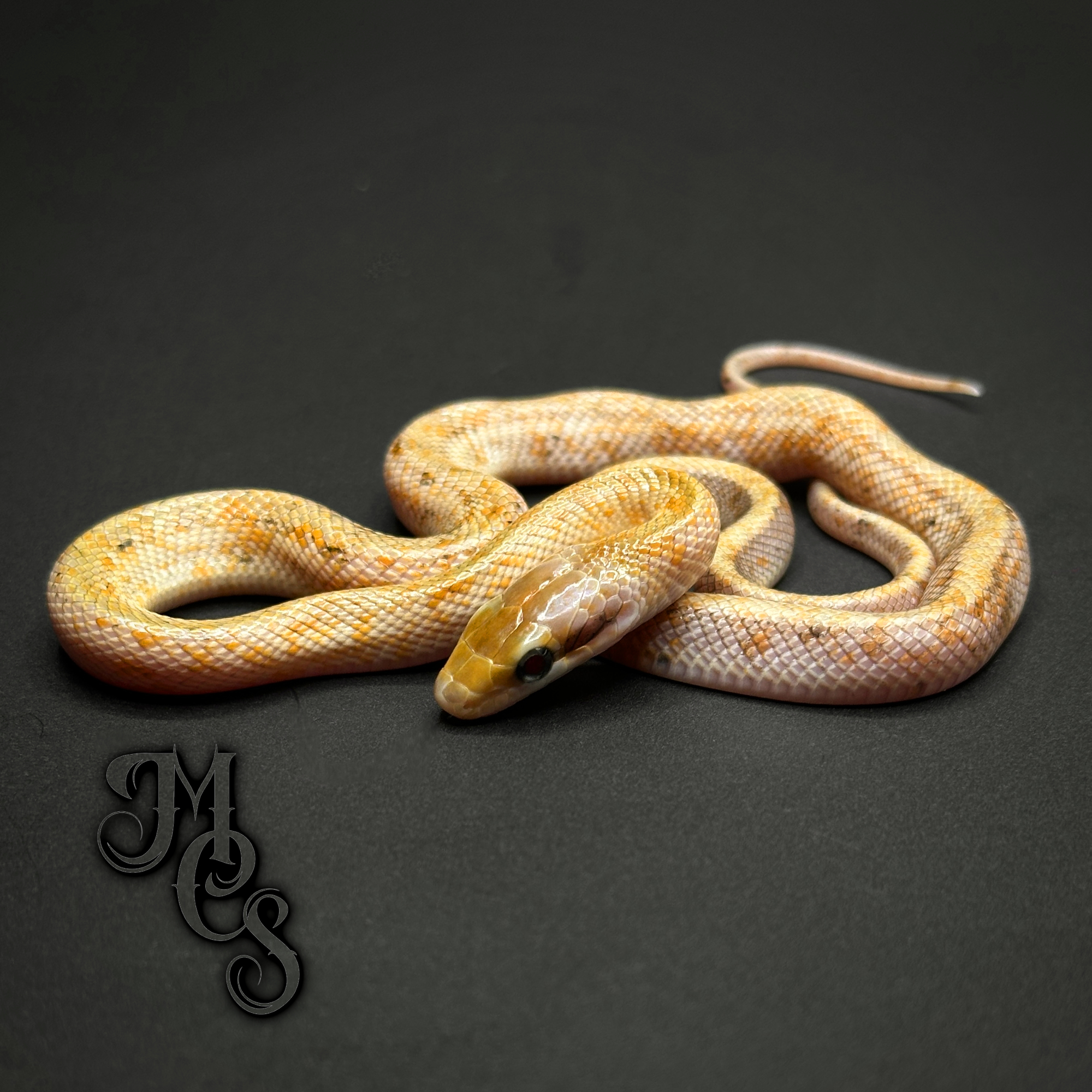 animal image
