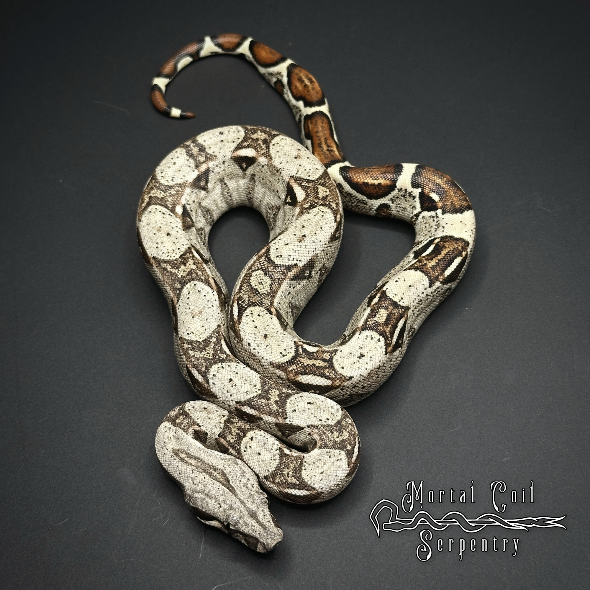 animal image