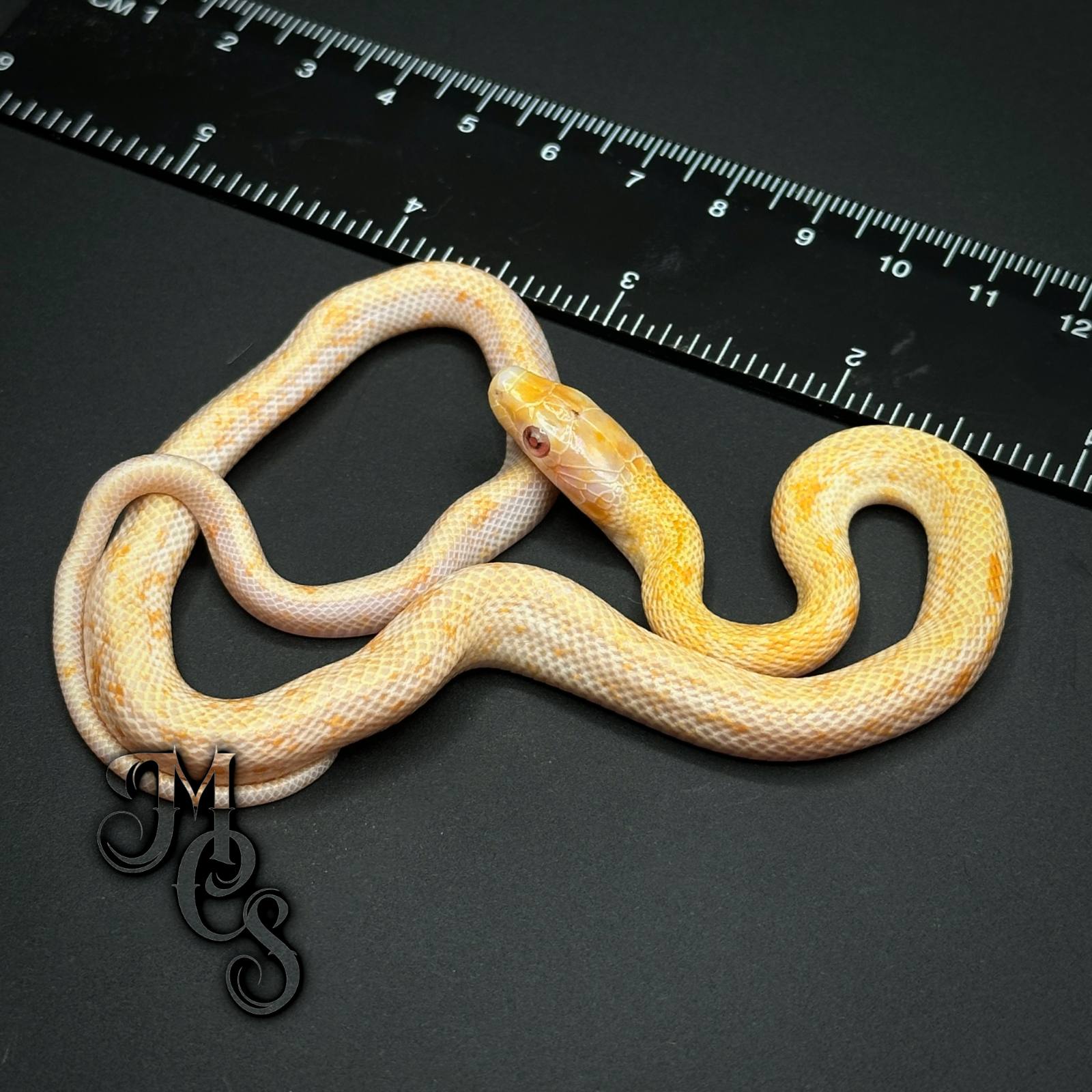 animal image