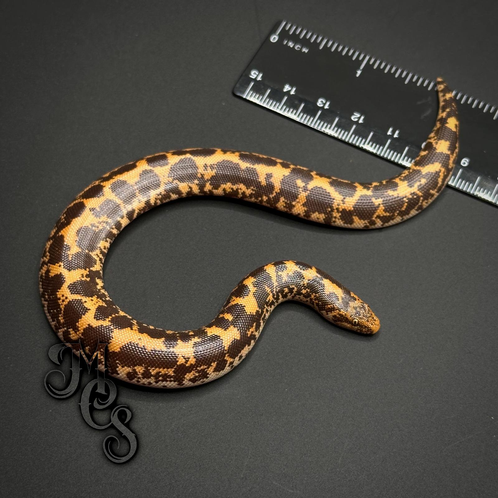 animal image