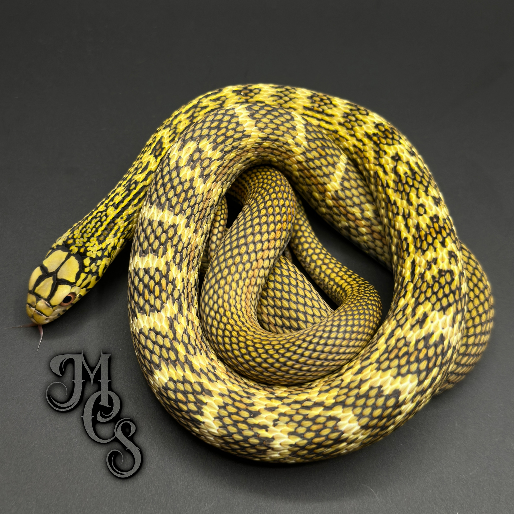 animal image