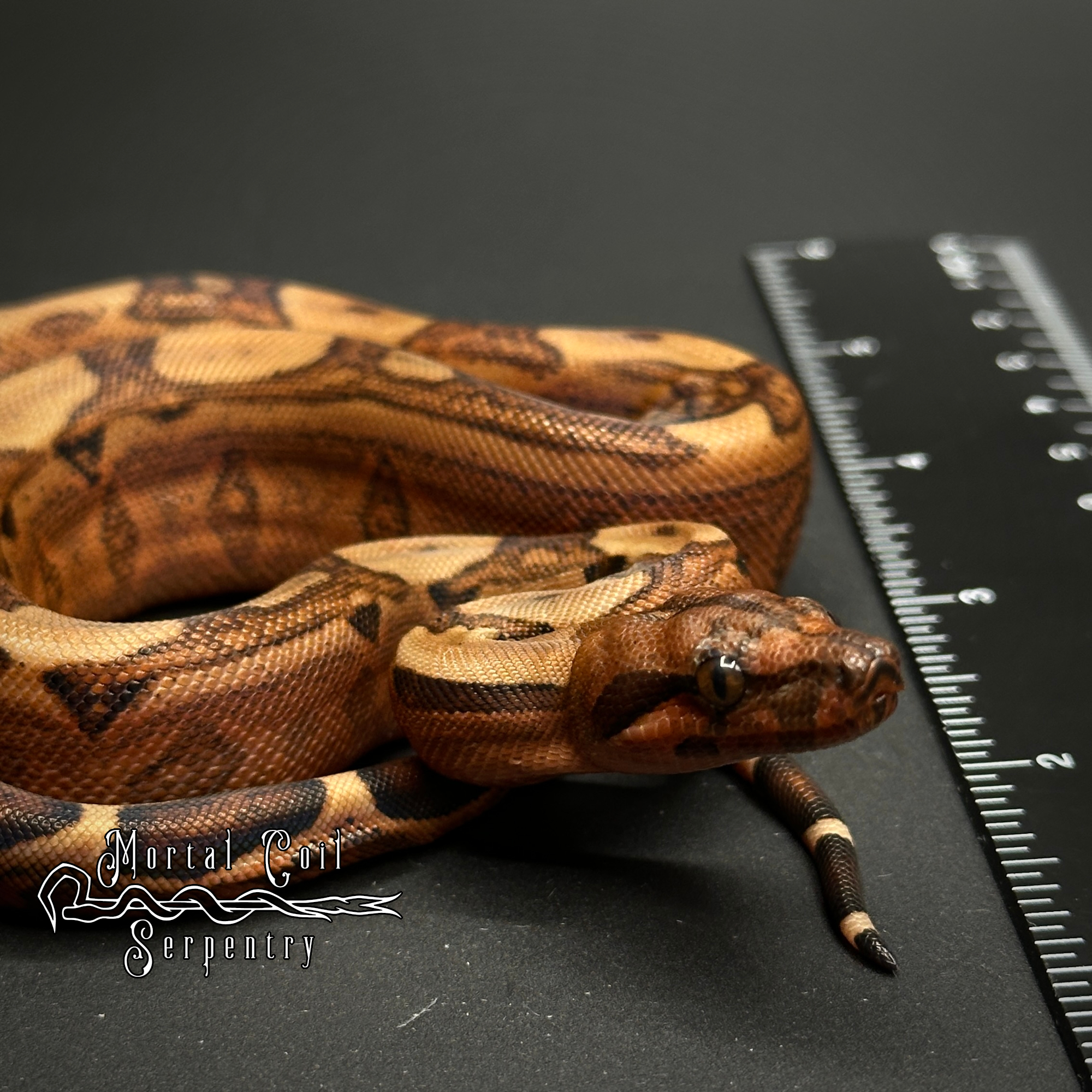 animal image