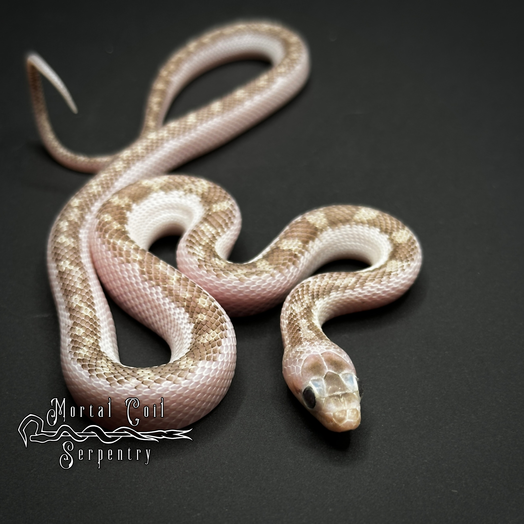 animal image