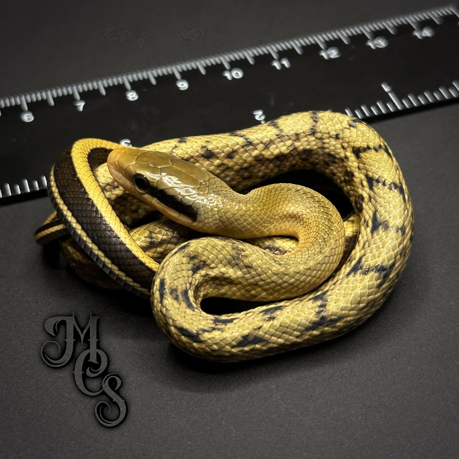 animal image