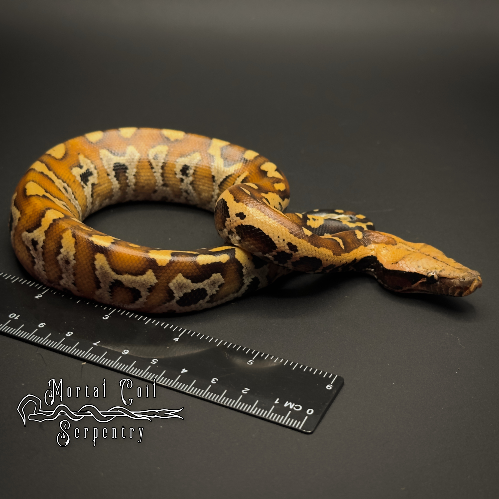 animal image