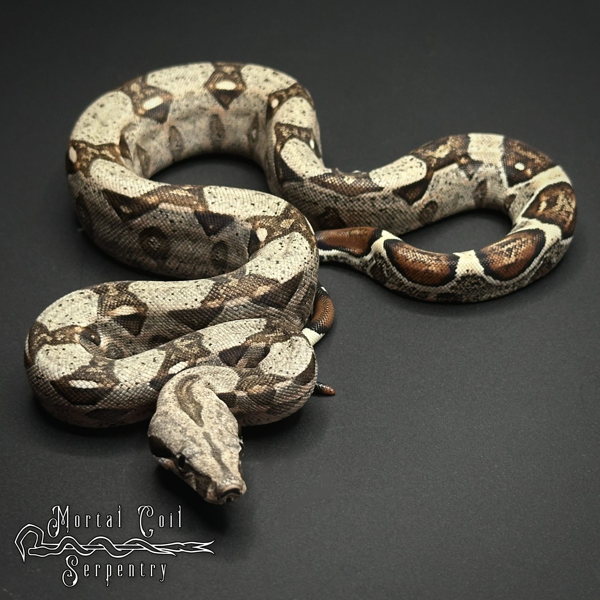 animal image