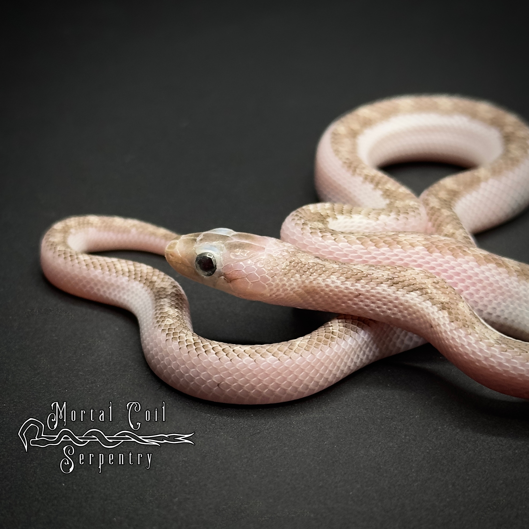 animal image