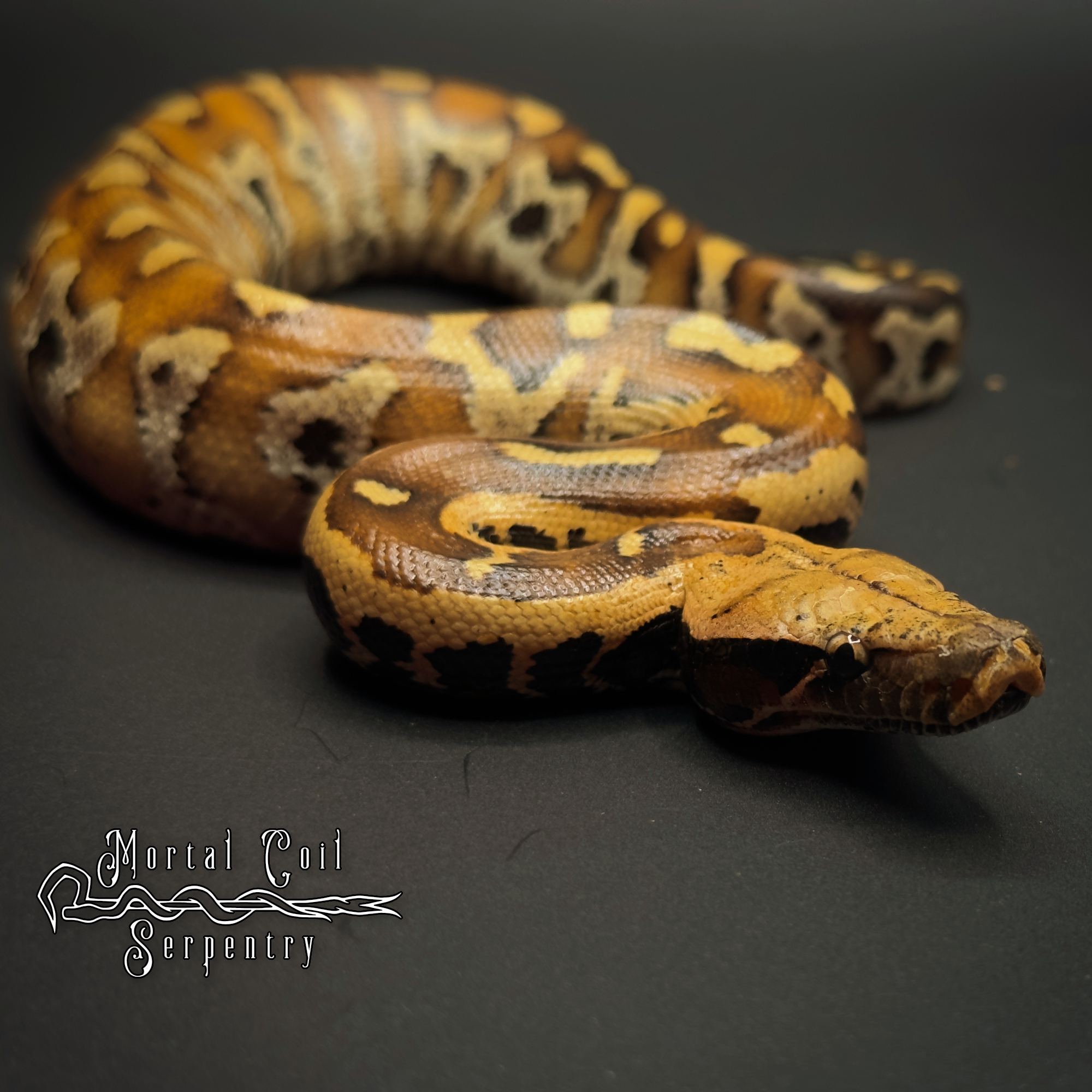 animal image
