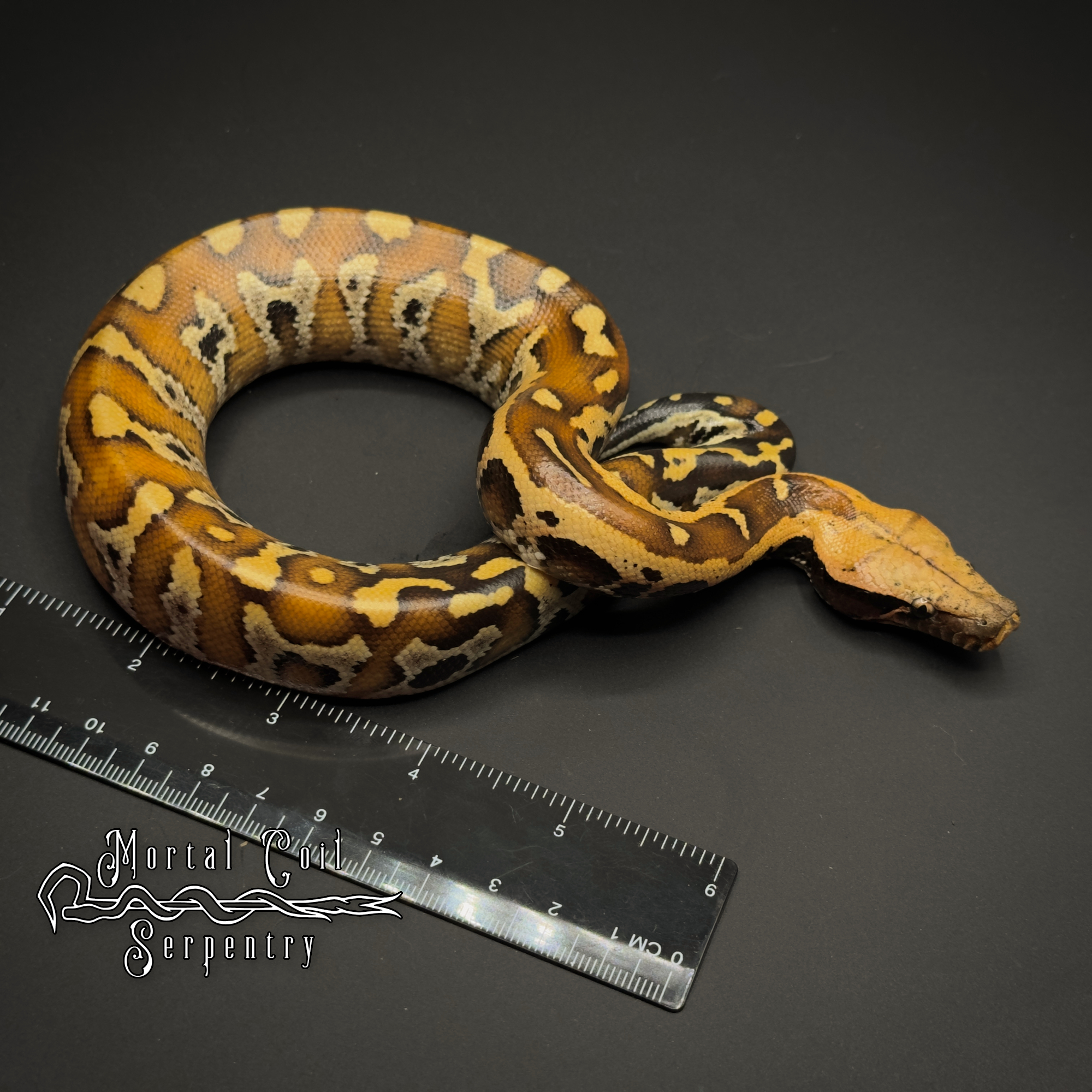 animal image