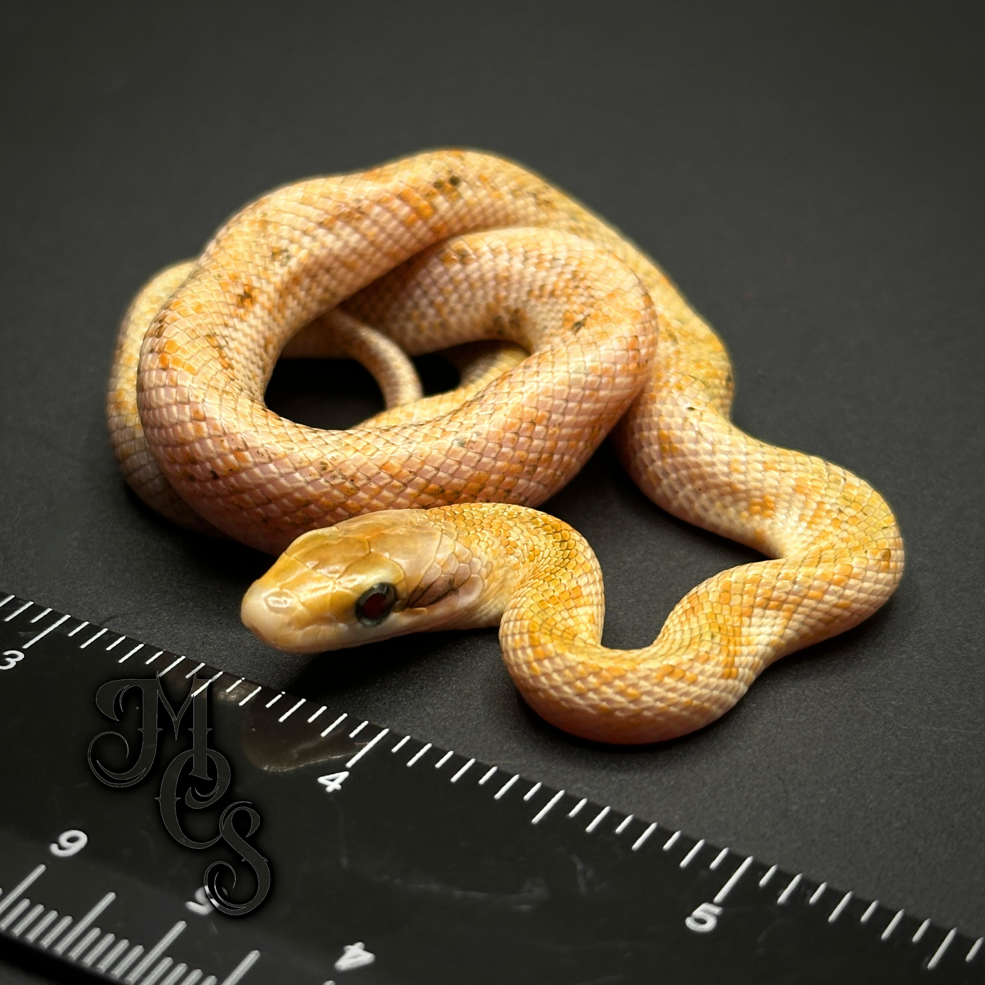 animal image