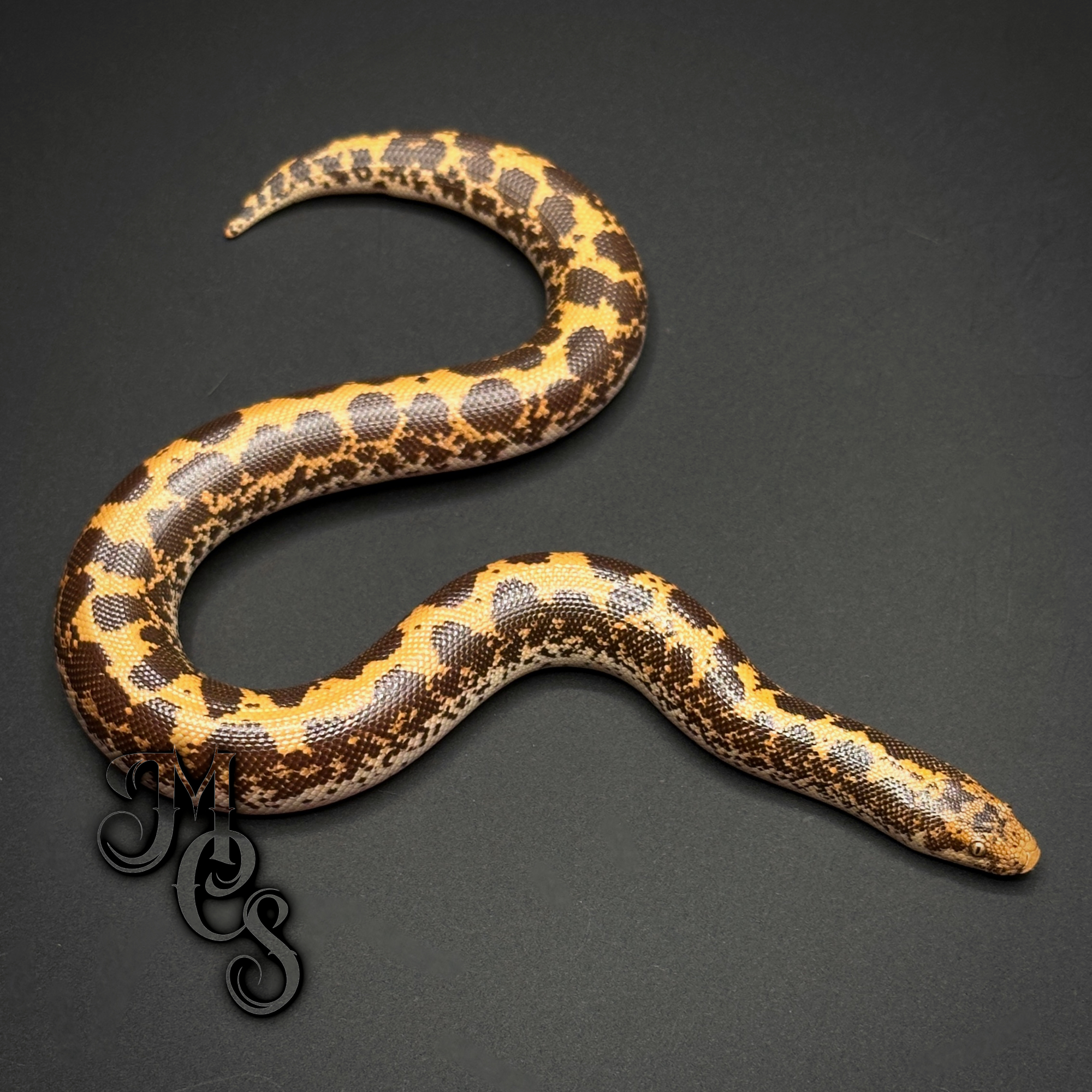 animal image