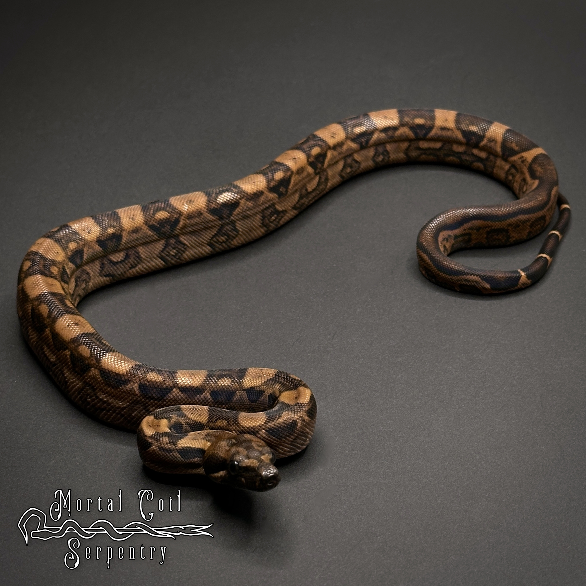 animal image