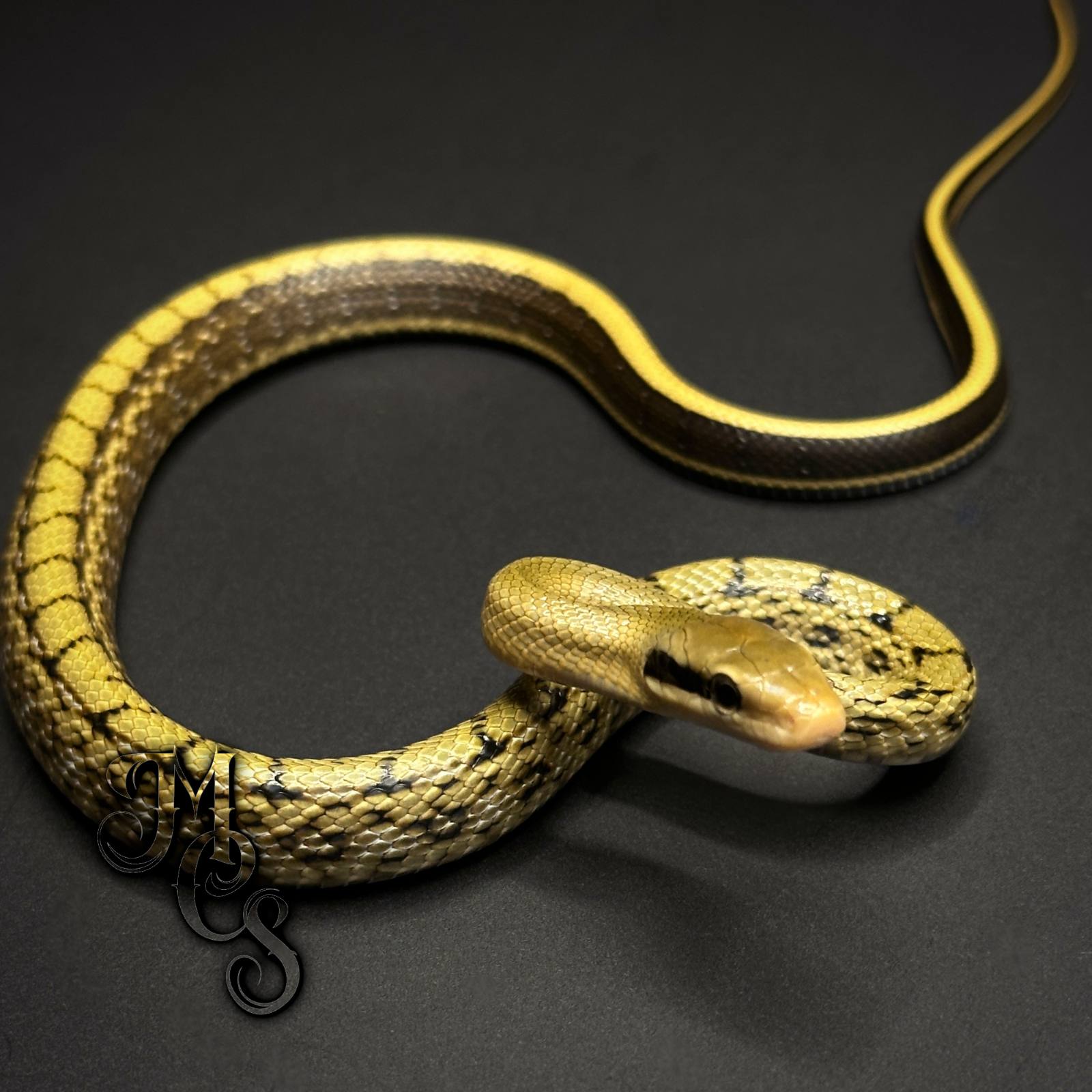 animal image